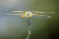 Portrait of a Scarlet Darter (Crocothemis erythraea) Royalty Free Stock Photo