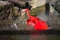 scarlet ibis spashing in the water