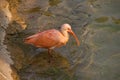 Portrait scarlet ibis