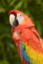 Portrait Scarlet macaw