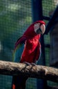 Portrait of a scarlet macaw. endangered birds