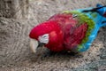 Portrait of a scarlet macaw. endangered birds