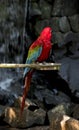 Portrait of a scarlet macaw. endangered birds