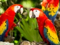 Portrait of Scarlet Macaw parrots Royalty Free Stock Photo