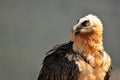 Portrait of a scary bearded vulture bird Royalty Free Stock Photo