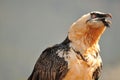 Portrait of a scary screaming bearded vulture bird