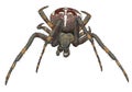 Portrait scary spider. Royalty Free Stock Photo
