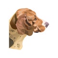 Portrait of a hound dog