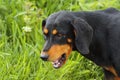 Portrait of scenthound dog Royalty Free Stock Photo