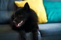 Portrait of Schipperke dog Royalty Free Stock Photo