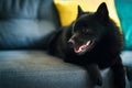 Portrait of Schipperke dog Royalty Free Stock Photo