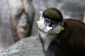 Portrait of a Schmidt\'s Red-tailed monkey Royalty Free Stock Photo