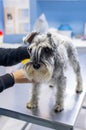 Schnauzer caressed by its owner in a veterinary clinic Royalty Free Stock Photo