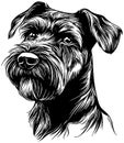 Portrait of a Schnauzer dog. Generative AI Royalty Free Stock Photo