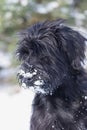 Portrait of Schnauzer puppy in the winter