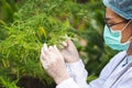 Portrait of scientist checking hemp plants in a greenhouse. Marijuana research, cbd oil, alternative herbal medicine concept,