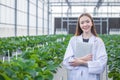 portrait scientist in large green house organic strawberry agriculture farm for plant research working woman Royalty Free Stock Photo