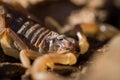 Portrait of the scorpion Buthus ibericus, Portugal