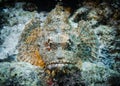 Portrait of Scorpion Fish hiding among corals at the bottom of the Indian Ocean