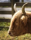 Portrait of a Scotland Highland Cow Royalty Free Stock Photo