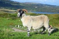 Portrait of a Scottish blackface sheep, Quirain, Isle of Skye, S