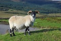 Portrait of a Scottish blackface sheep, Quirain, Isle of Skye, S