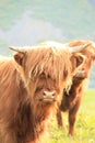Portrait of a Scottish cow in Lofoten Royalty Free Stock Photo