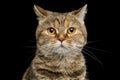 Portrait of scottish fold breed Cat on isolated black background Royalty Free Stock Photo