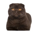 Portrait of Scottish Fold cat, 1 year old Royalty Free Stock Photo