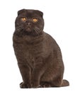 Portrait of Scottish Fold cat, 1 year old Royalty Free Stock Photo