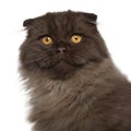 Portrait of Scottish Fold cat, 5 months old Royalty Free Stock Photo