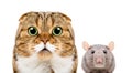 Portrait of Scottish Fold cat and gray rat Royalty Free Stock Photo