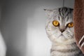 Portrait scottish fold cat in the room Royalty Free Stock Photo