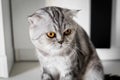 Portrait scottish fold cat in the room Royalty Free Stock Photo