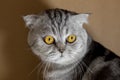 Portrait scottish fold cat in the room Royalty Free Stock Photo