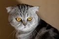 Portrait scottish fold cat in the room Royalty Free Stock Photo