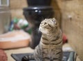 Portrait of a scottish fold cat in the room, which looks to the left Royalty Free Stock Photo