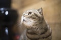 Portrait of a scottish fold cat in the room, which looks to the left Royalty Free Stock Photo