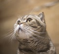 Portrait of a scottish fold cat in the room, which looks to the left and up Royalty Free Stock Photo