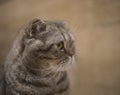 Portrait of a scottish fold cat in the room, which looks to the right Royalty Free Stock Photo
