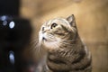 Portrait of a scottish fold cat in the room, which looks to the left Royalty Free Stock Photo