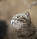 Portrait of a scottish fold cat in the room, which looks to the left Royalty Free Stock Photo