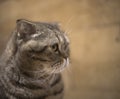 Portrait of a scottish fold cat in the room, which looks to the left Royalty Free Stock Photo