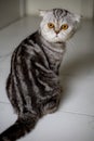 Portrait scottish fold cat in the studio Royalty Free Stock Photo