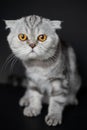 Portrait scottish fold cat in the studio Royalty Free Stock Photo