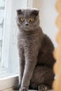 Portrait of a scottish fold gray cute cat