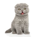 Portrait of a Scottish fold kitten