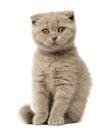 Portrait of Scottish Fold Kitten sitting Royalty Free Stock Photo