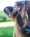 Portrait of a Scottish highland calf on pasture Royalty Free Stock Photo