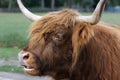 Portrait of a scottish highland cattle Royalty Free Stock Photo